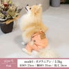 ラッピング無料犬服犬服洋服犬の服ドッグウェアペットウェア綿コットンサロペット小型犬誕生日記念日父の日母の日春夏あす楽メール便送料無料ギフトプレゼントオス男の子オーバーオールカバーオールボトム日本製国産