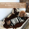 【ポイント20倍】☆楽天ランキング1位☆ラッピンング無料犬服洋服犬の服ドッグウェアペットウェア小型犬ダックスあす楽メール便送料無料冬誕生日記念日父の日母の日ホワイトデーギフトプレゼントロンパースニットボーダー綿日本製暖かい全身上下
